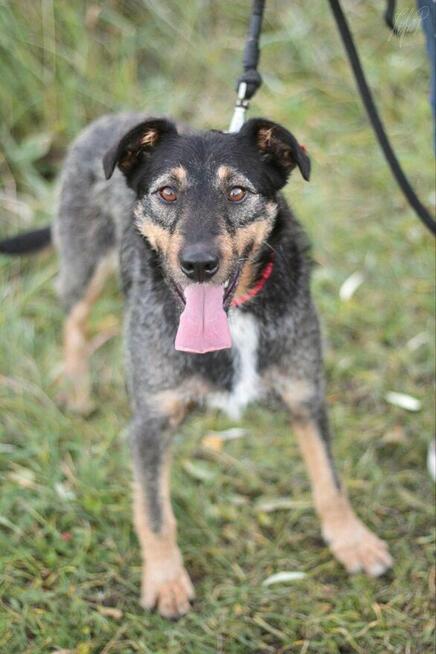 Mądra aktywna suczka Molly