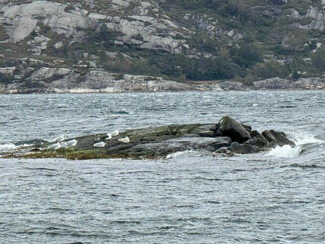 Bardz puszysta pancia poszukuje pana........