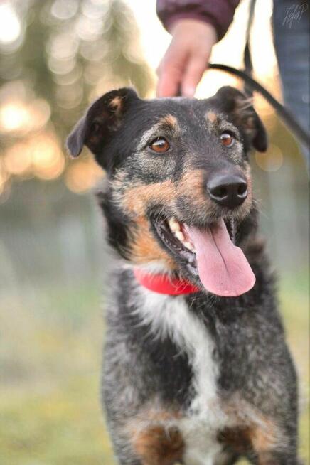 Mądra aktywna suczka Molly