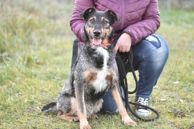 Mądra aktywna suczka Molly