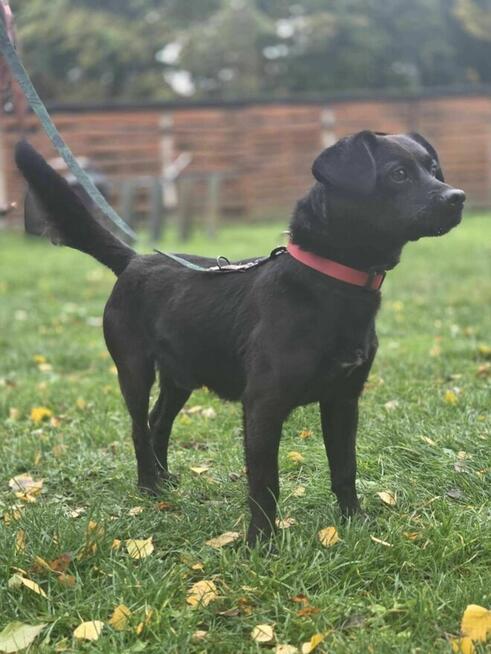 Lakier 9.5 kg szuka domu -schronisko Zgierz -aktualne