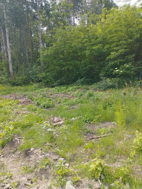 Działka leśna z miejscem na mały domek