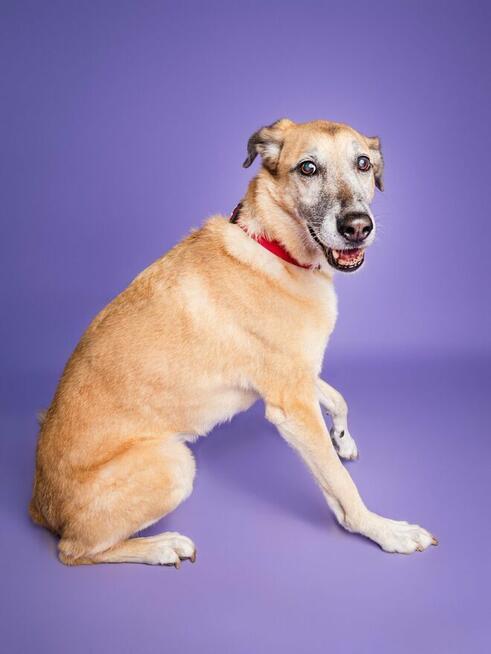 Sonia - zachowuje czystość, chodzi przy nodze i nie ucieka