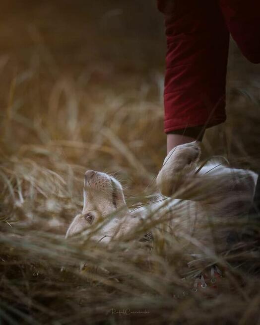 Gumiś - pojętny psiak o nietuzinkowej urodzie