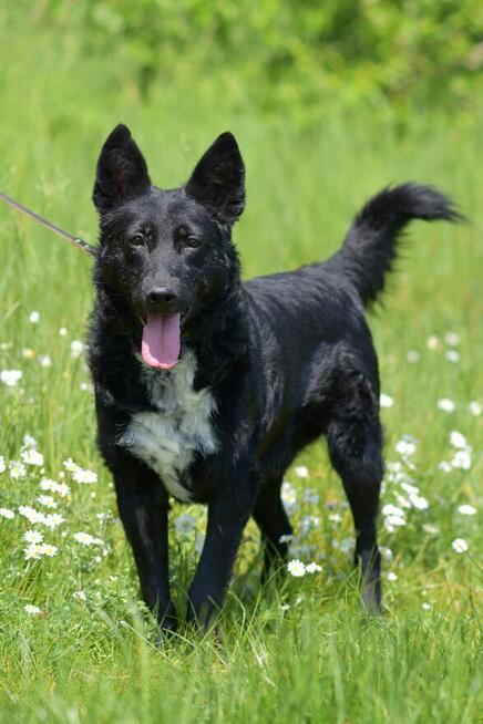 Oxan z Ukrainy - przyjazny amator długich spacerów