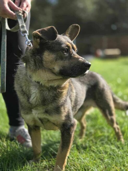 Wirnik malutki szuka domu schronisko Zgierz-aktualne