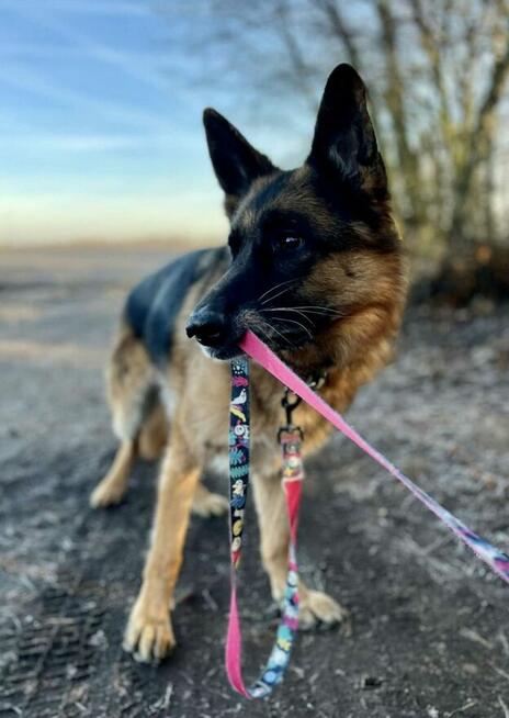 Wiktor - w typie Owczarek niemiecki; lubi się uczyć