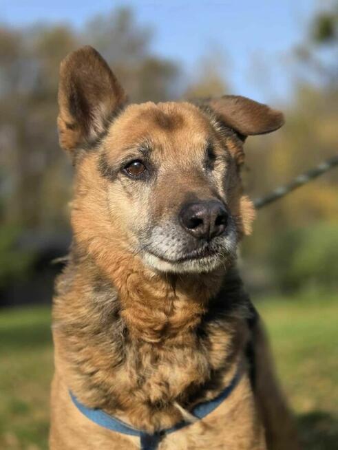Sylwek bez oka szuka domu schronisko Zgierz -aktualne