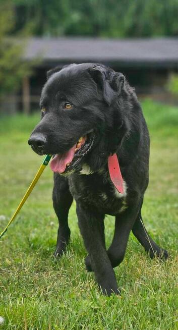 Labrador mix Sandwicz szuka domu -schronisko Zgierz -aktualne