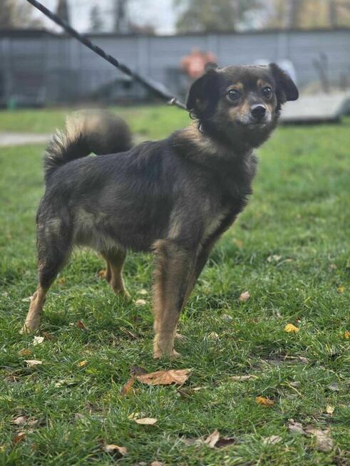 Listek 12 kg szuka domu -schronisko Zgierz -aktualne