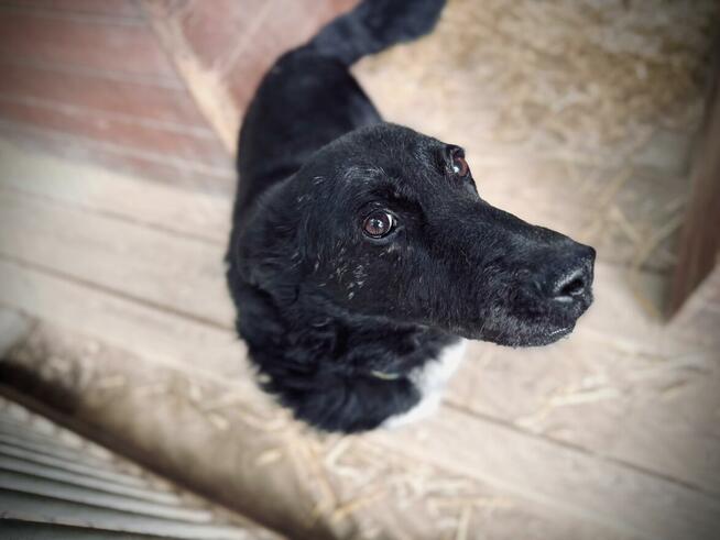 Oxan z Ukrainy - przyjazny amator długich spacerów