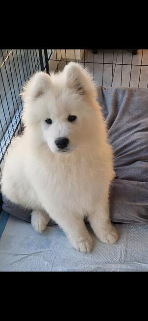 Ostatnie 2 dziewczynki gotowe do odbioru