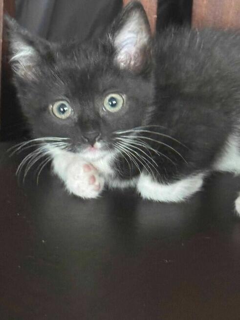 Kociaki wychowane na butelce -adopcja razem -aktualne