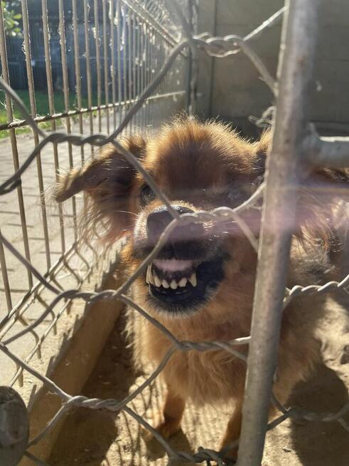 Misio - raz aniołek raz diabełek