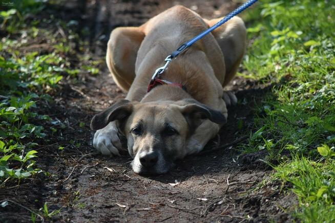 Sonia - zachowuje czystość, chodzi przy nodze i nie ucieka