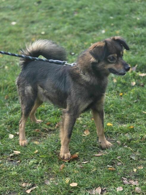 Listek 12 kg szuka domu -schronisko Zgierz -aktualne