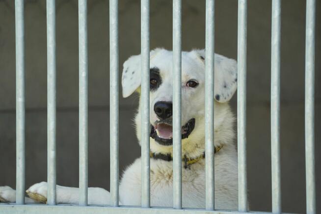 Dogo - lubi towarzystwo ludzi i spacery