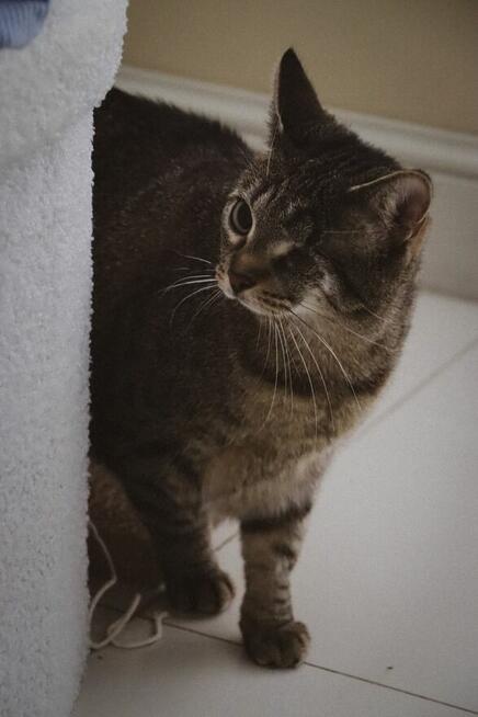 Śliczna burasia do adopcji