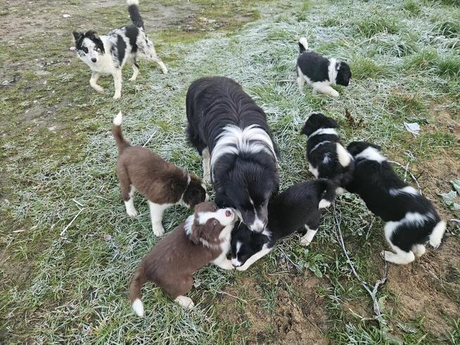Border Collie szczeniaczki