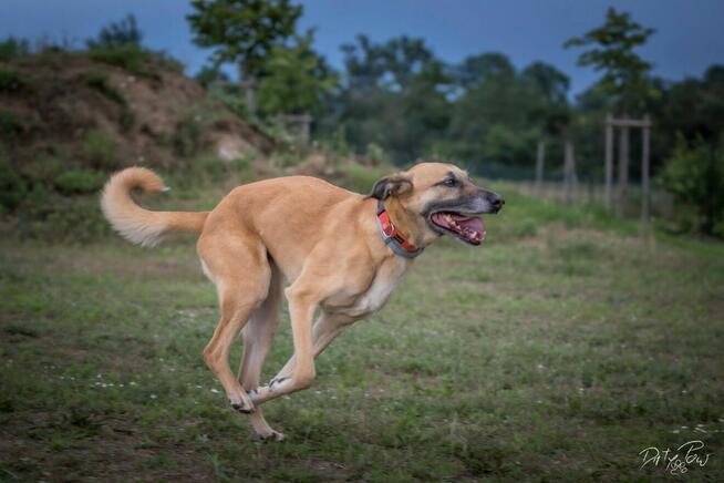 Sonia - zachowuje czystość, chodzi przy nodze i nie ucieka