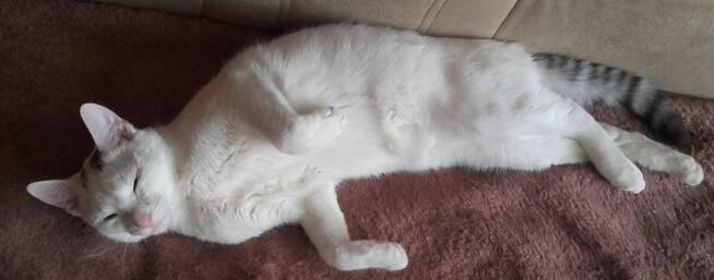 Kociaki słodsze od cukru