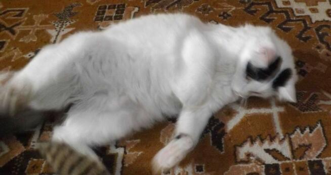 Słodziaki z dłuższym futerkiem, 10 mies.