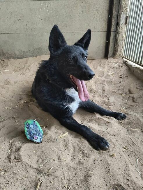 Oxan z Ukrainy - przyjazny amator długich spacerów