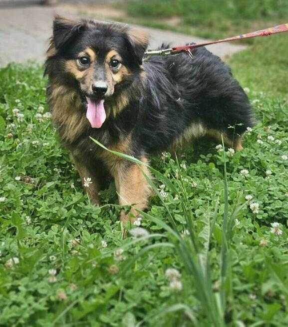 Ivo mix szuka domu schronisko Zgierz-aktualne