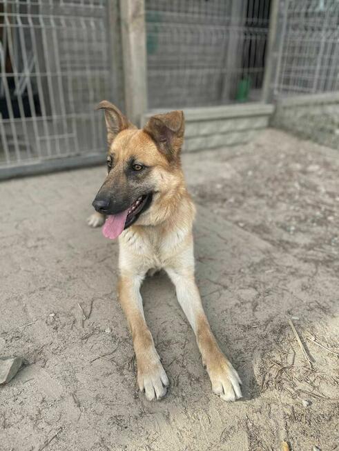 owczarek mix Żaluzja szuka domu schronisko Zgierz-aktualne