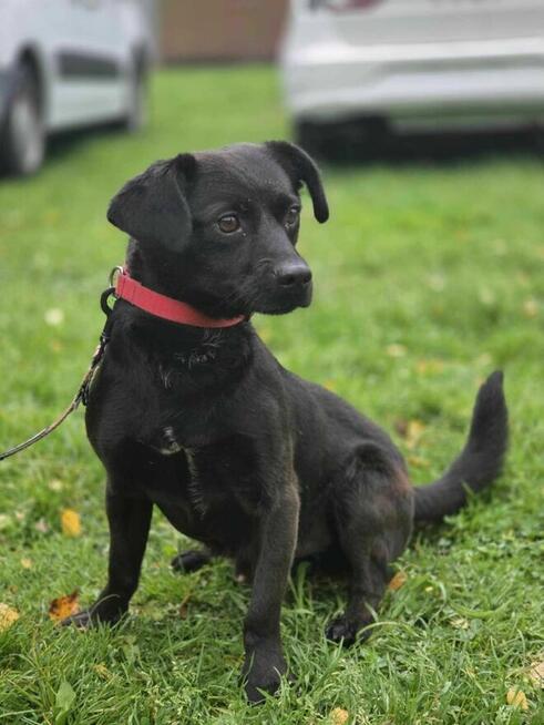 Lakier 9.5 kg szuka domu -schronisko Zgierz -aktualne