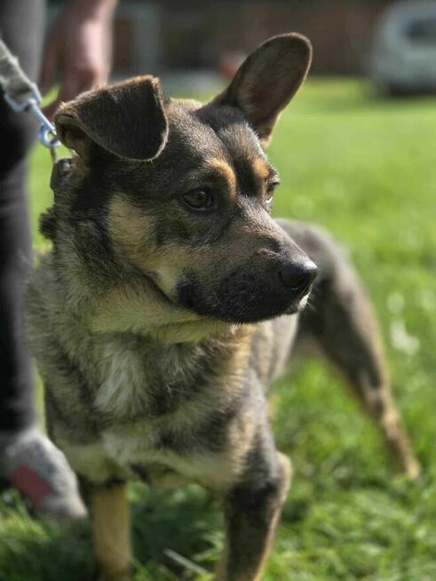 Wirnik malutki szuka domu schronisko Zgierz-aktualne