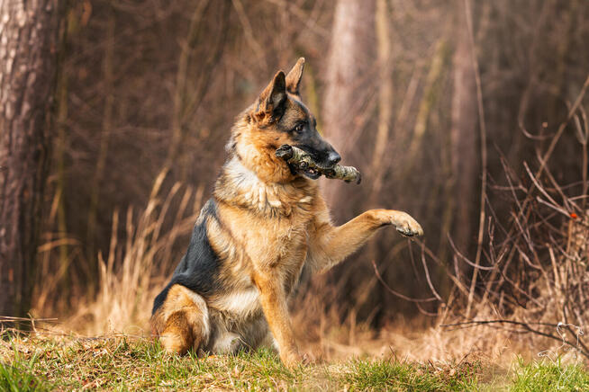 Wiktor - w typie Owczarek niemiecki; lubi się uczyć