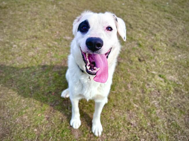 Dogo - lubi towarzystwo ludzi i spacery