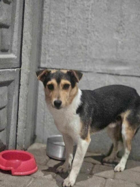 Komar szuka domu schronisko Zgierz -aktualne