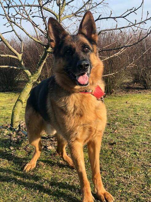 Wiktor - w typie Owczarek niemiecki; lubi się uczyć