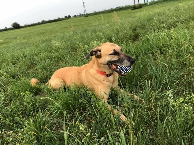 Sonia - zachowuje czystość, chodzi przy nodze i nie ucieka