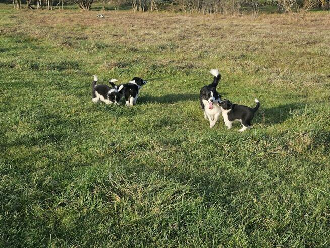 Border Collie szczeniaczki