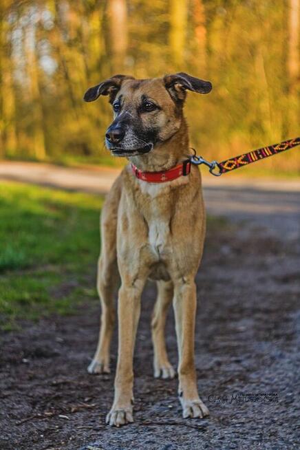 Sonia - zachowuje czystość, chodzi przy nodze i nie ucieka