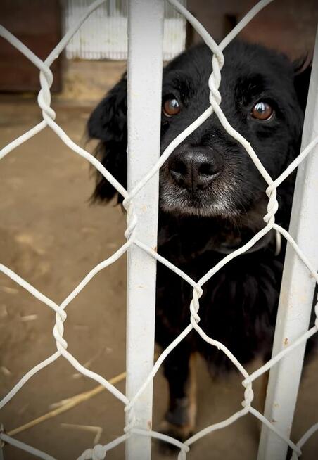 Dżeki - kudłacz uwielbiający długie spacery