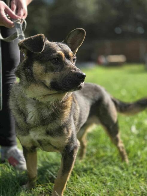 Wirnik malutki szuka domu schronisko Zgierz-aktualne