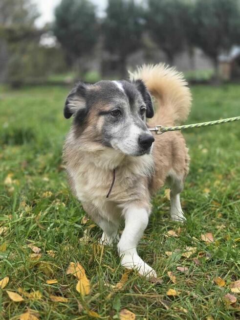 Grzybek szuka domu -schronisko Zgierz-aktualne