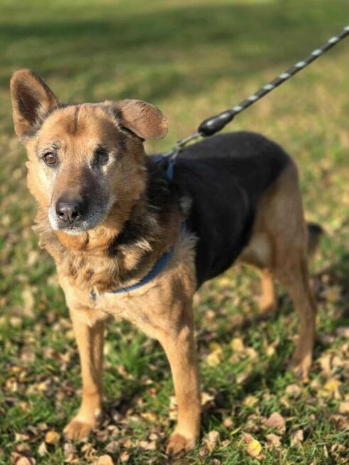 Sylwek bez oka szuka domu schronisko Zgierz -aktualne