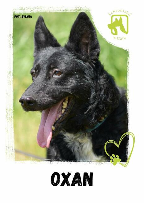 Oxan z Ukrainy - przyjazny amator długich spacerów