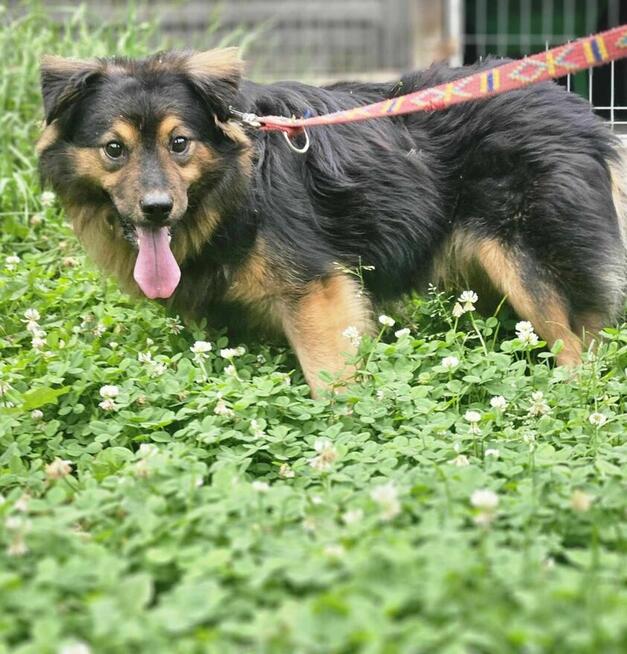 Ivo mix szuka domu schronisko Zgierz-aktualne