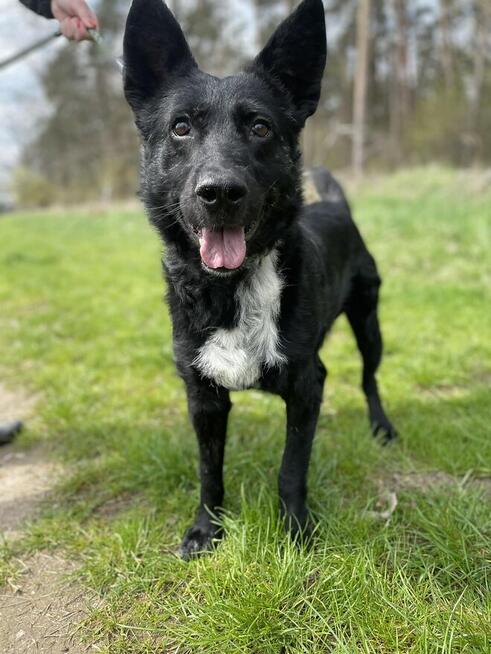 Oxan z Ukrainy - przyjazny amator długich spacerów