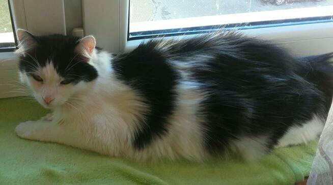 Słodziaki z dłuższym futerkiem, 10 mies.