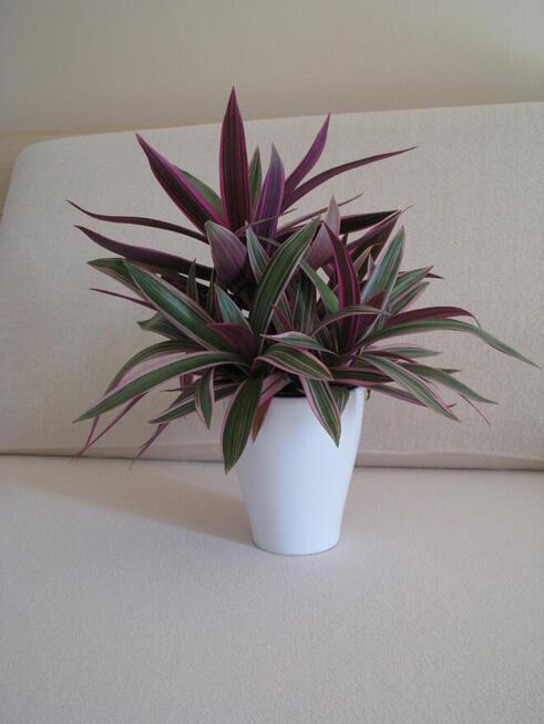 Reo meksykańskie trzykrotka tradeskancja piękna wielokolorow