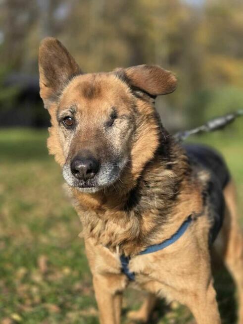 Sylwek bez oka szuka domu schronisko Zgierz -aktualne