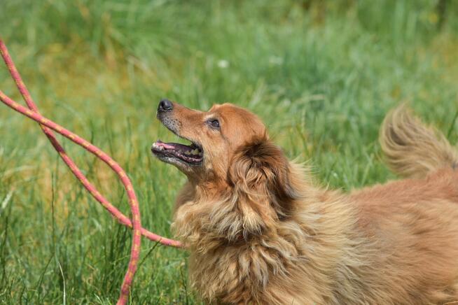 Misio - raz aniołek raz diabełek