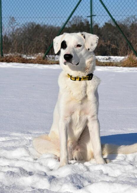 Dogo - lubi towarzystwo ludzi i spacery